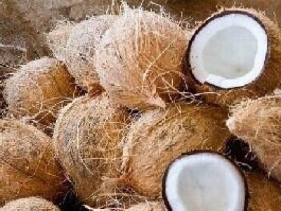 fresh mature coconut