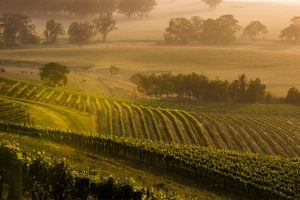 wine-slider-3-img.jpg